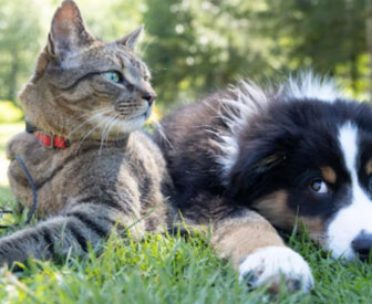 Image for As Pet Ownership Increases, Consumers Look For More Financial Protection